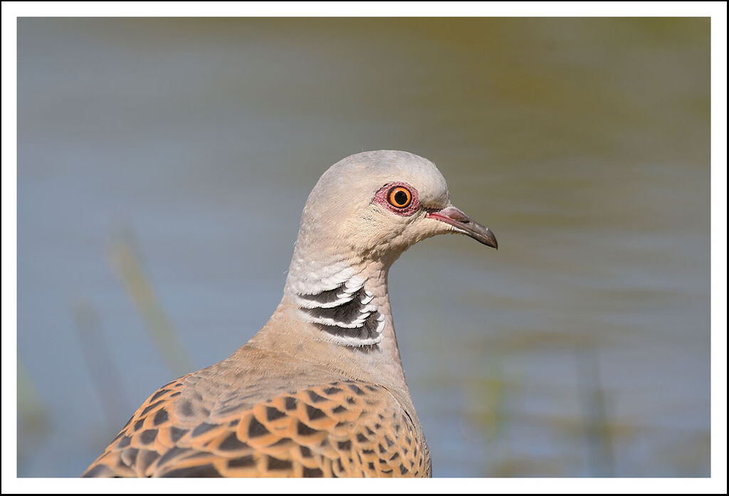 European Turtle Dove