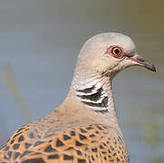 European Turtle Dove