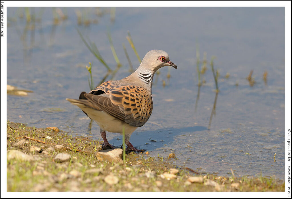 European Turtle Dove