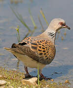 European Turtle Dove