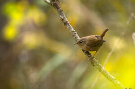 Eurasian Wren