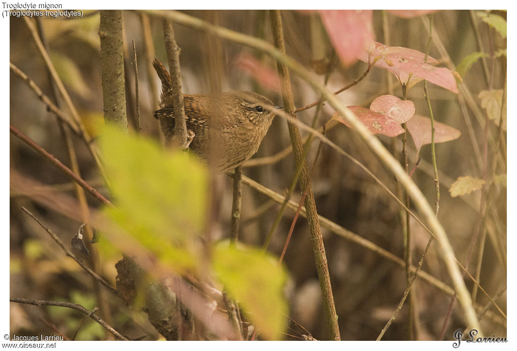 Eurasian Wren