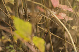 Eurasian Wren