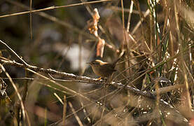 Eurasian Wren