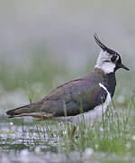 Northern Lapwing