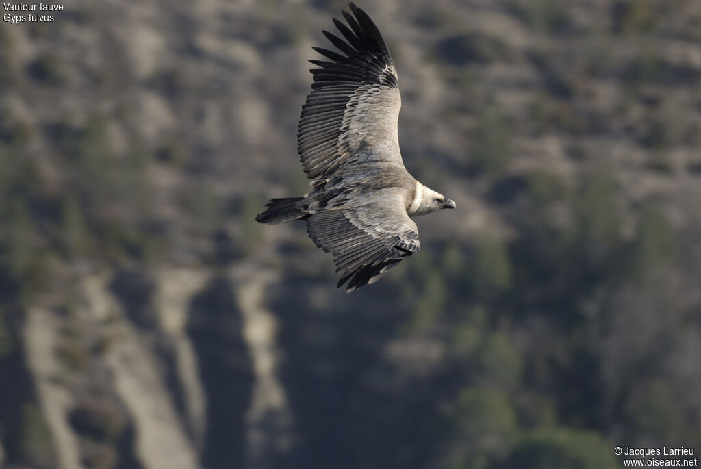 Griffon Vulture