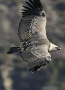 Griffon Vulture