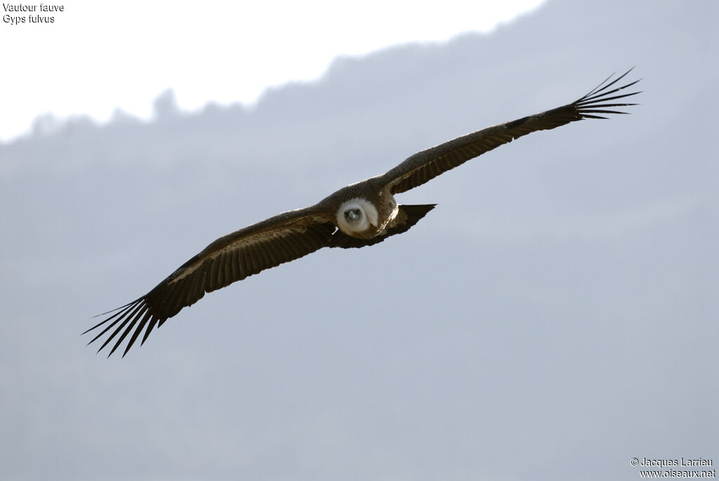 Griffon Vulture