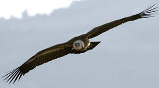 Griffon Vulture