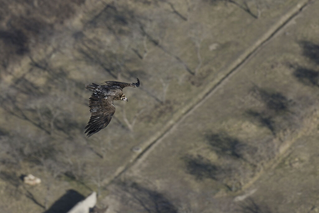 Cinereous Vulture