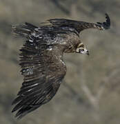 Cinereous Vulture