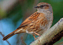 Dunnock