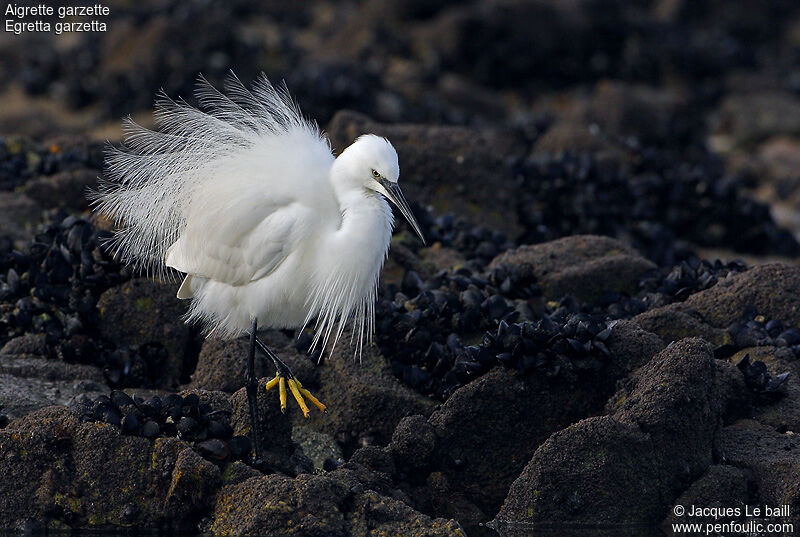 Little Egret, identification