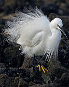 Little Egret