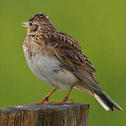 Eurasian Skylark