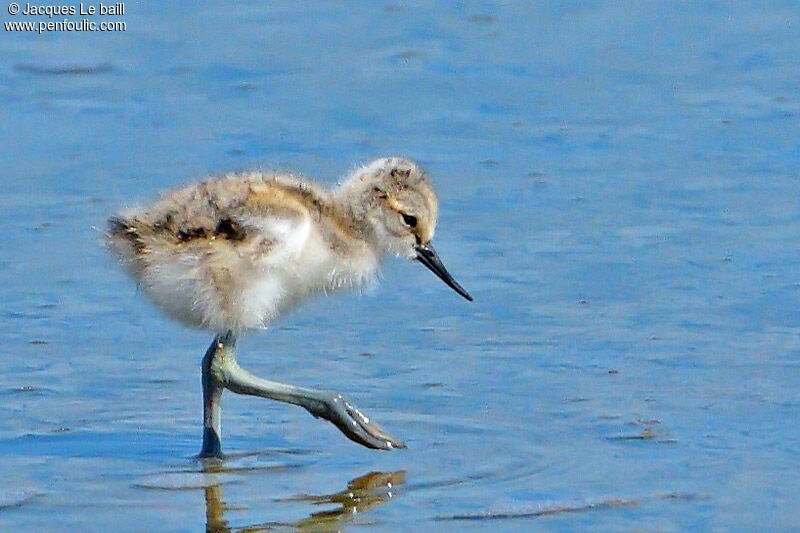 Avocette élégantejuvénile, identification