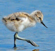 Avocette élégante