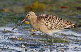 Bar-tailed Godwit