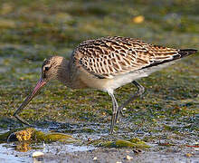 Bar-tailed Godwit