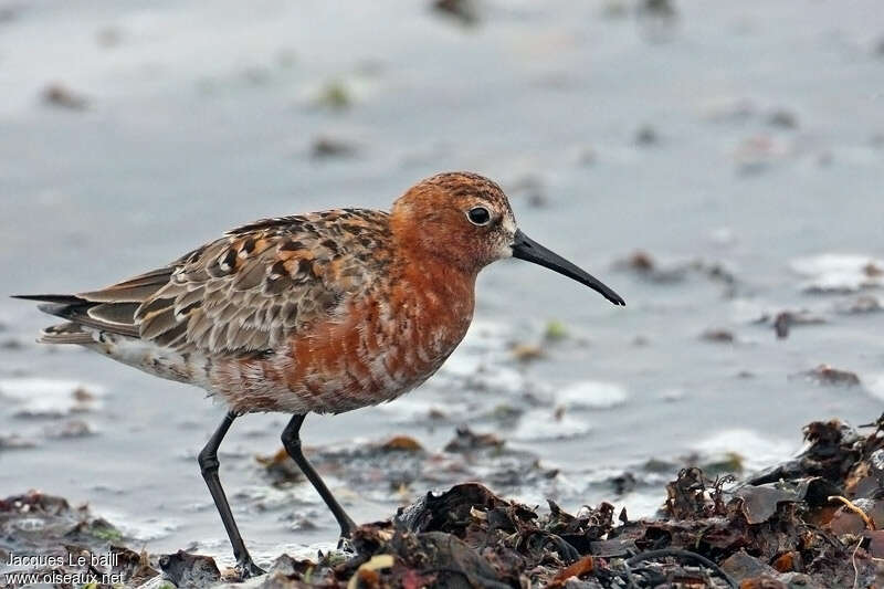 Curlew Sandpiperadult breeding, identification