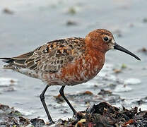 Curlew Sandpiper