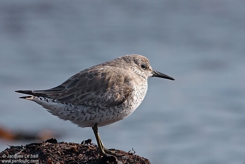 Red Knot, identification