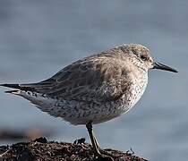 Red Knot