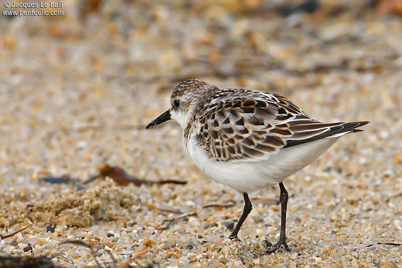 Little Stint