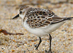 Little Stint