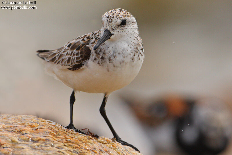 Sanderling