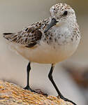 Bécasseau sanderling