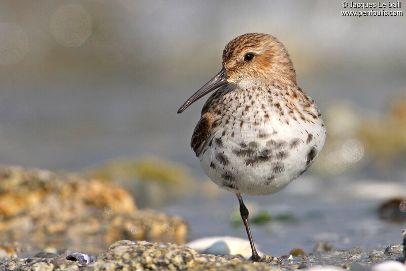 Dunlin, identification