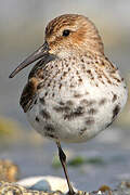 Dunlin