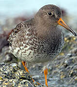 Purple Sandpiper