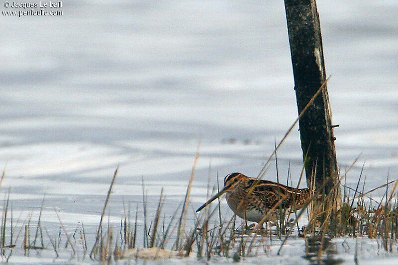 Bécassine des marais, identification