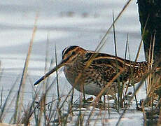 Common Snipe