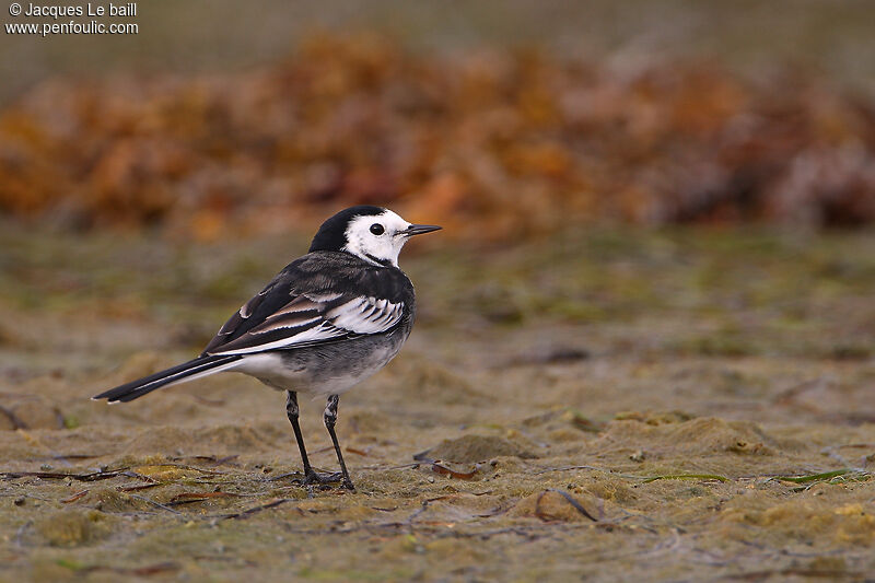 White Wagtail (yarrellii)