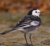 White Wagtail (yarrellii)