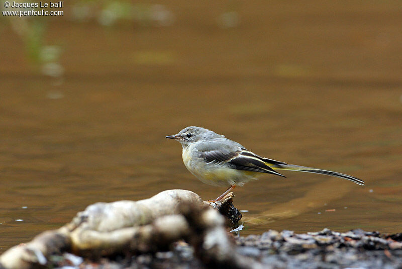 Grey Wagtail