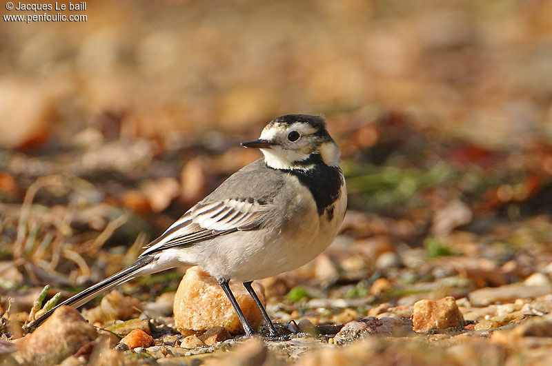 White Wagtail