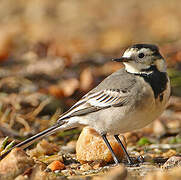 White Wagtail