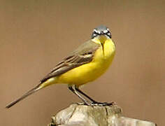 Western Yellow Wagtail