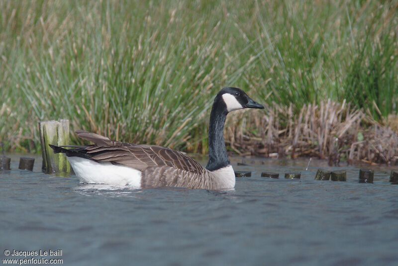 Canada Goose