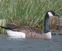 Canada Goose