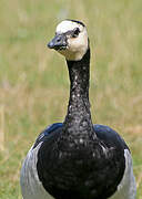 Barnacle Goose