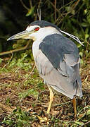 Black-crowned Night Heron