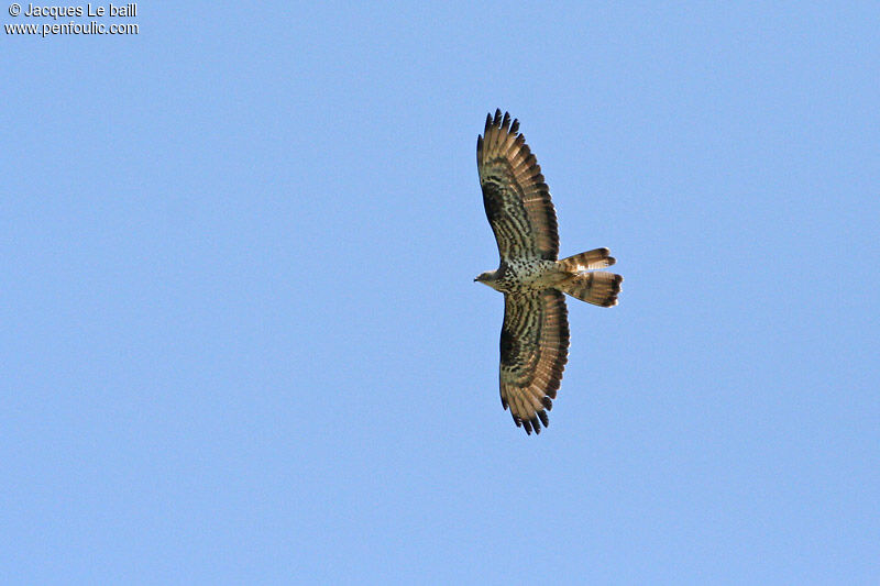 European Honey Buzzard