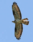 European Honey Buzzard