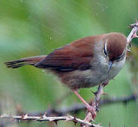 Cetti's Warbler