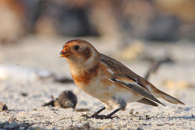 Snow Bunting